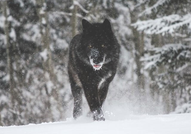 Alberta Wolf