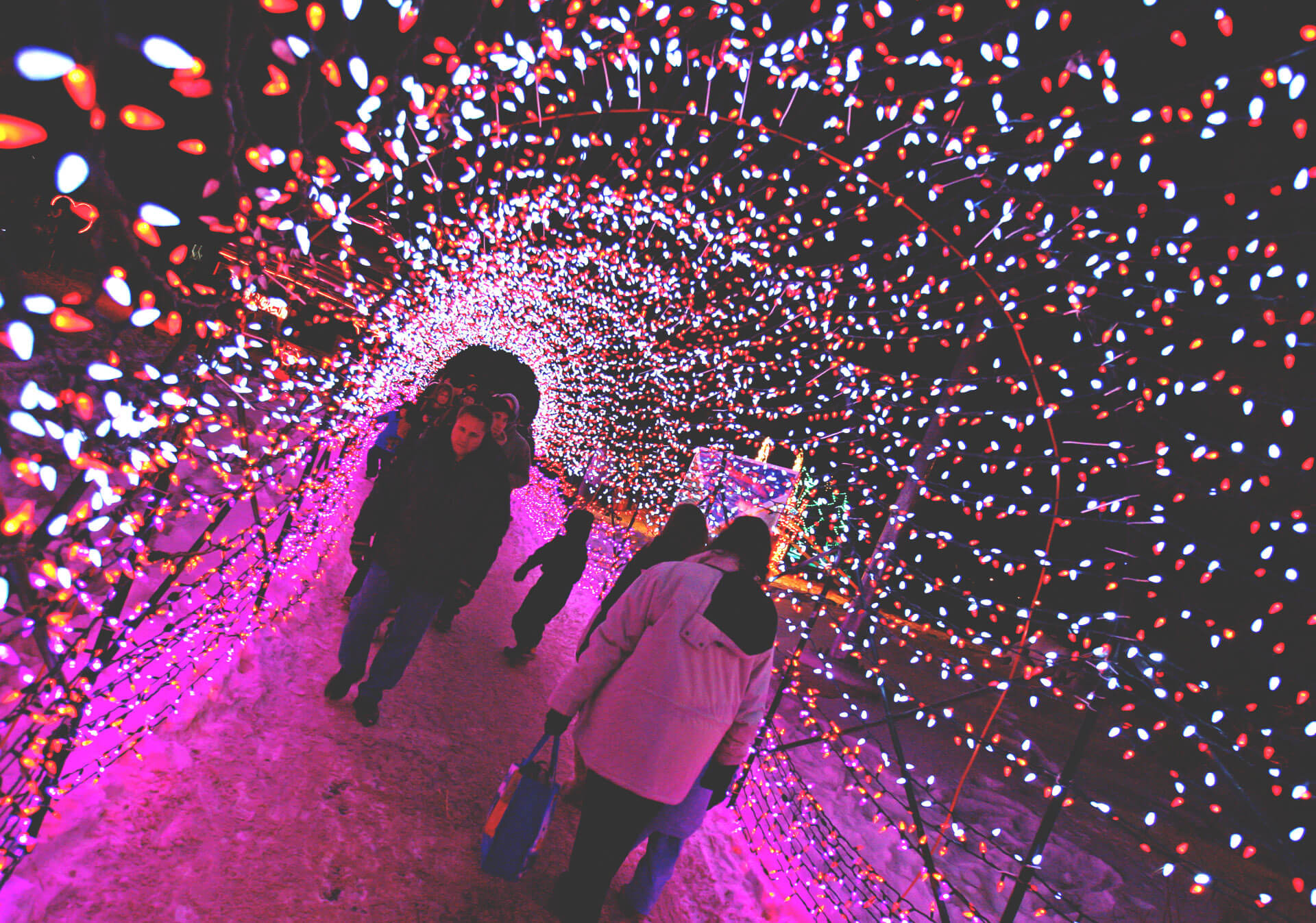 Calgary Zoo lights