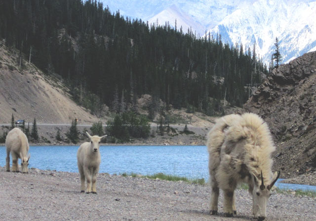 Canmore wildlife
