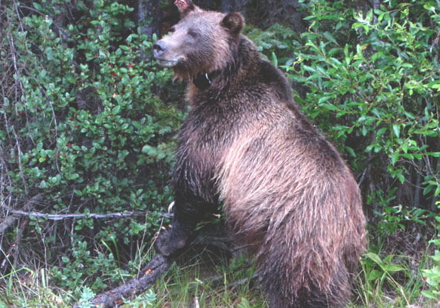 Canmore wildlife