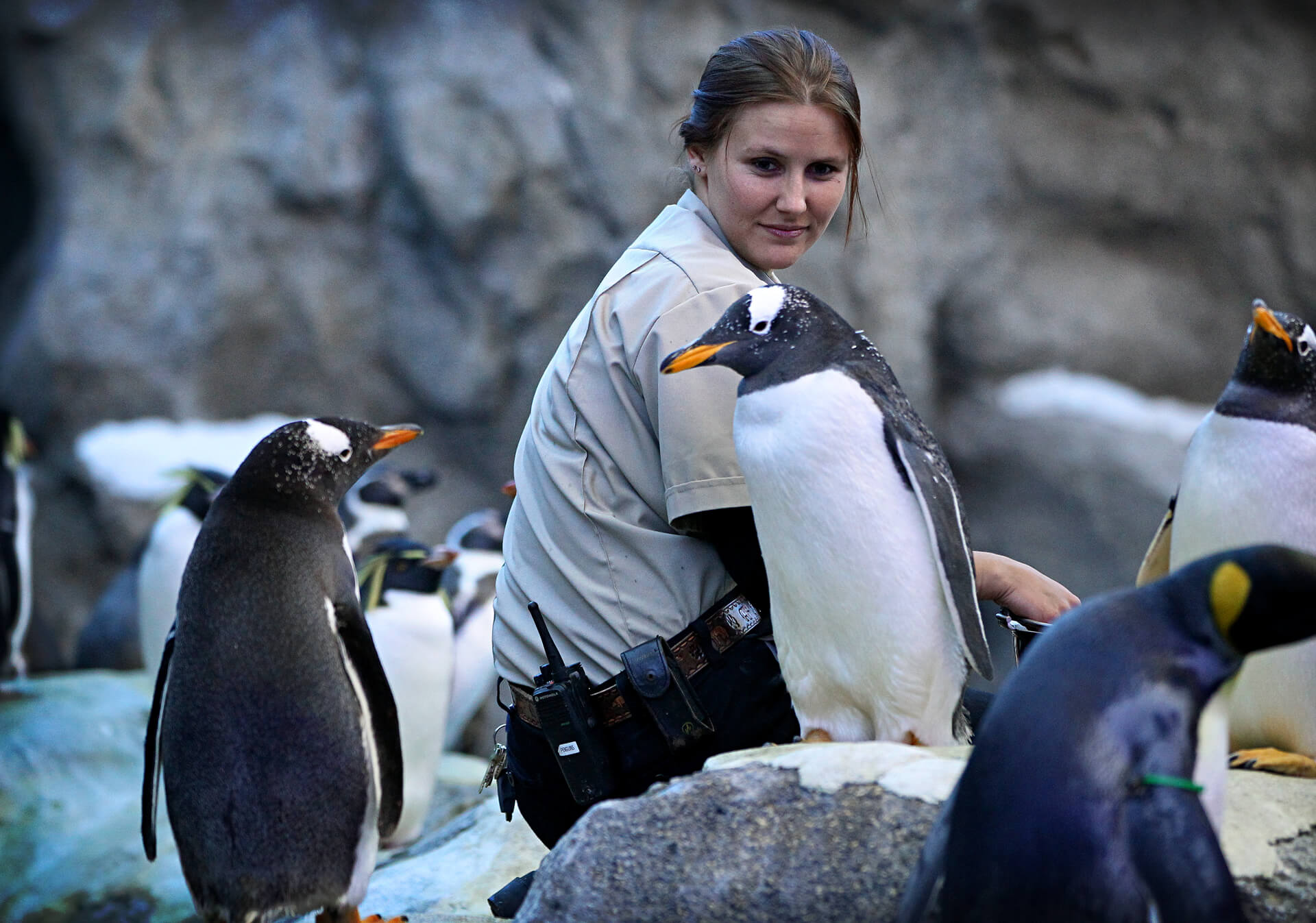 Calgary Zookeeper with penguins