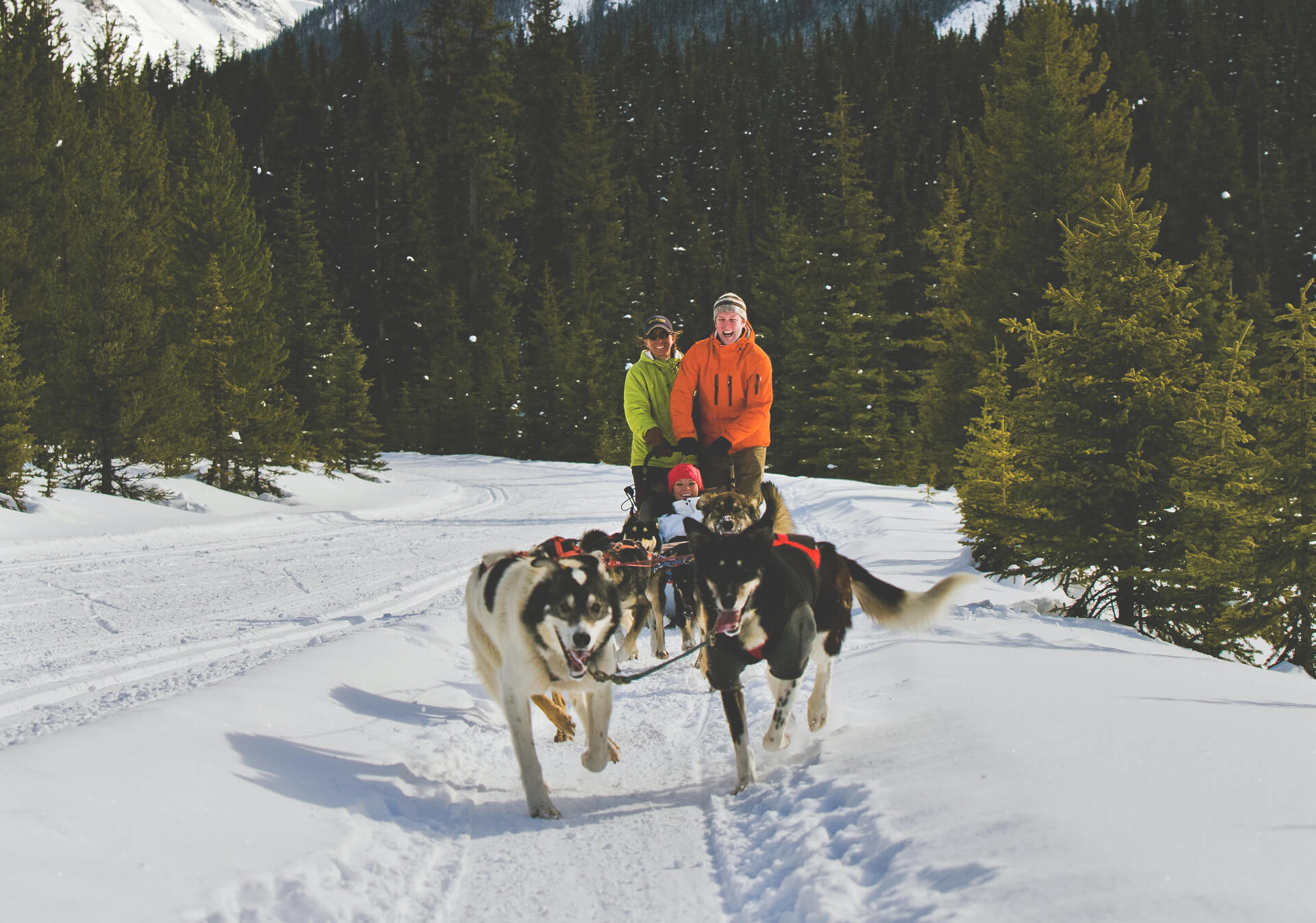 dog sledding through the rocky mountains