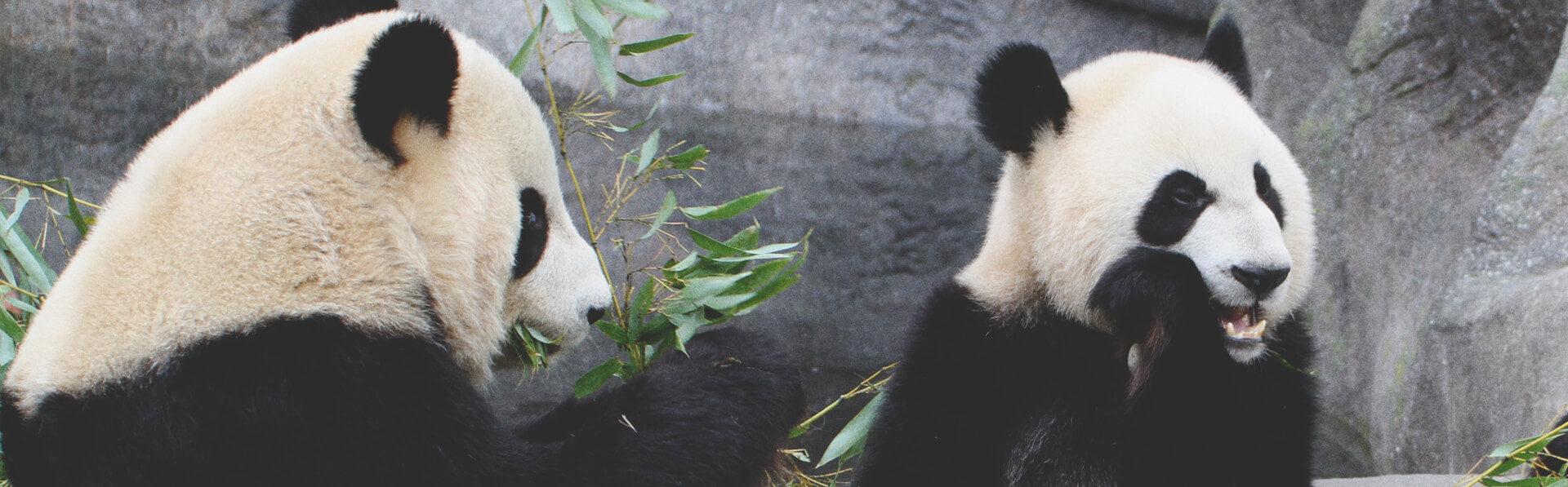 giant pandas at the Calgary Zoo