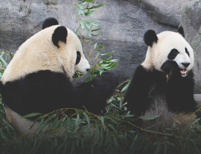 giant pandas at the Calgary Zoo