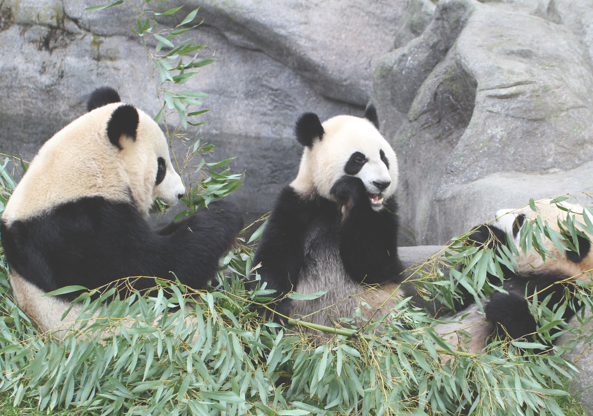 Pandas at Panda Passage at the Calgary Zoo