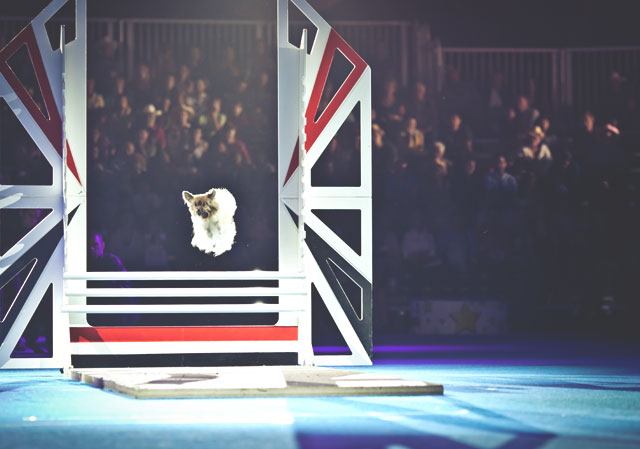 The Dog Bowl at the Calgary Stampede