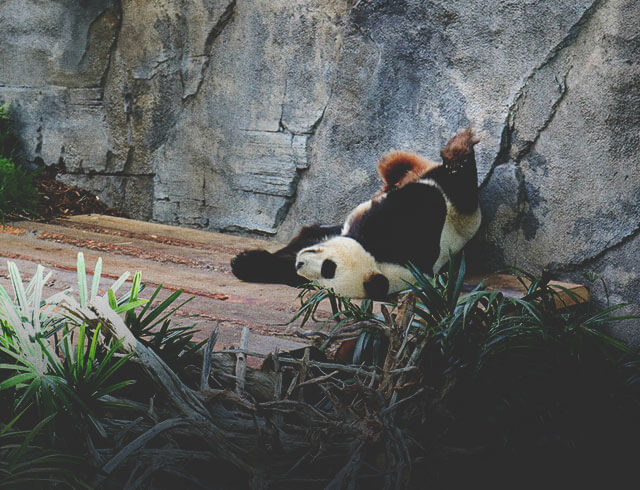Panda at the Calgary Zoo