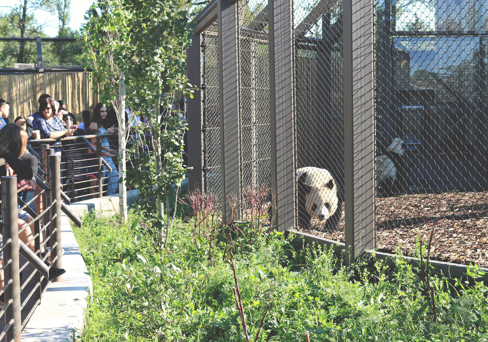 Panda Passage at the Calgary Zoo