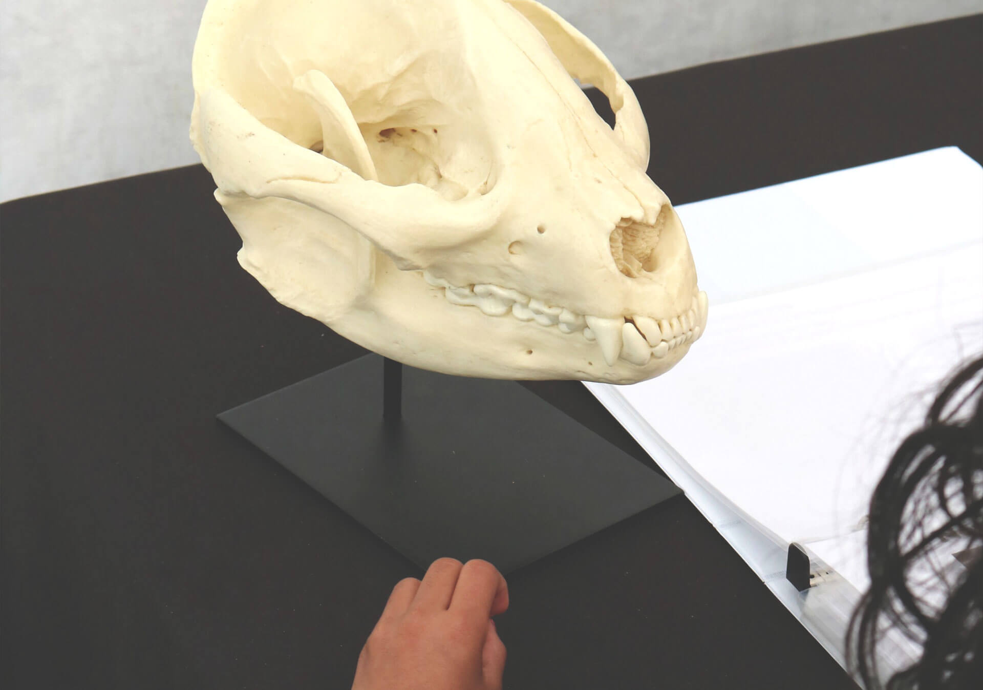 Panda touch table