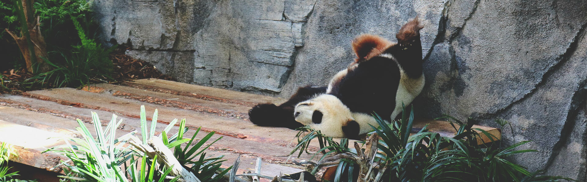 Panda at the Calgary Zoo