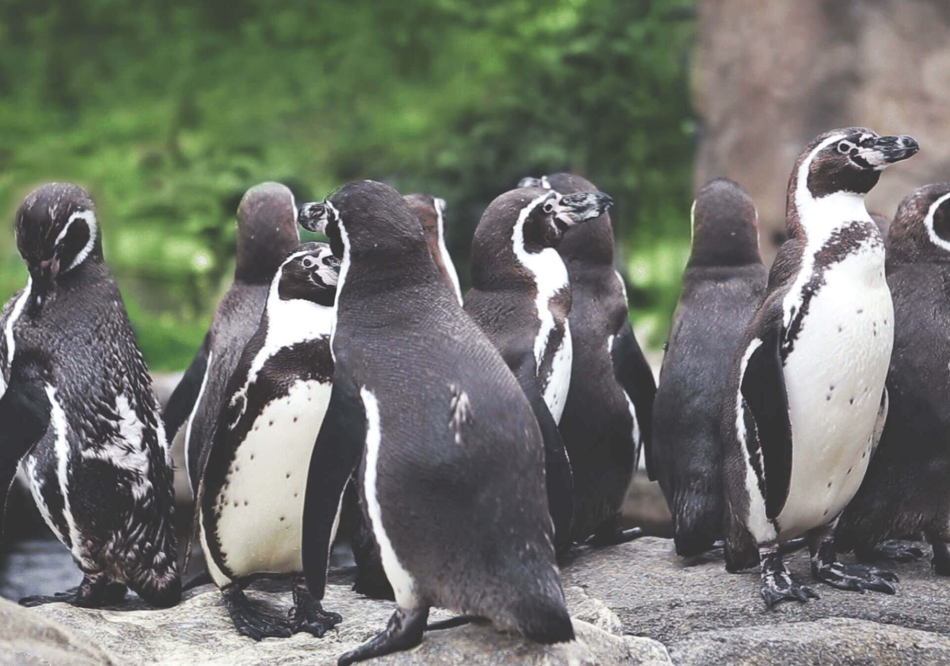 Penguins at the Calgary Zoo