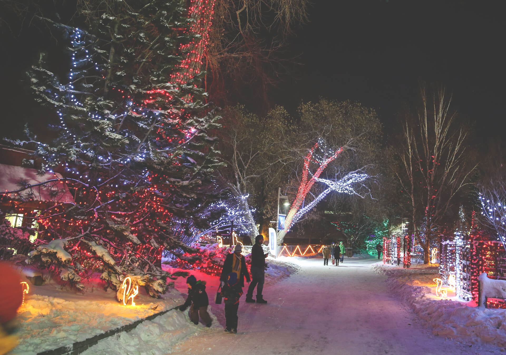 Celebrate 2020 with ZOOLIGHTS at the Calgary Zoo