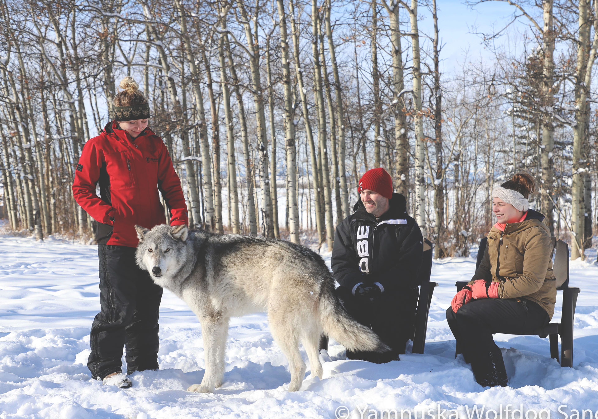Yamnuska Wolfdog Sanctuary.
