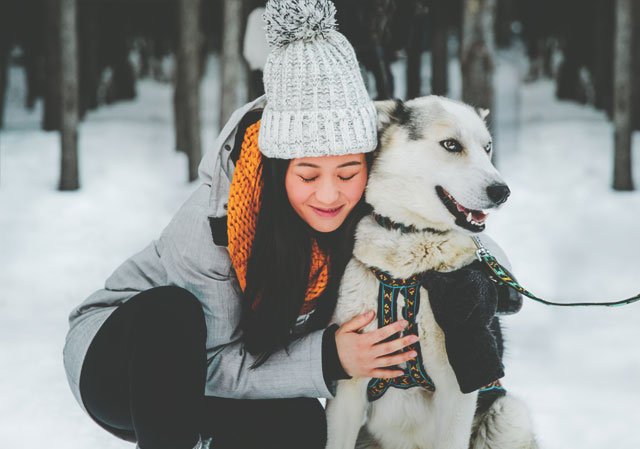 Snowy Owl Sled Dog Tours