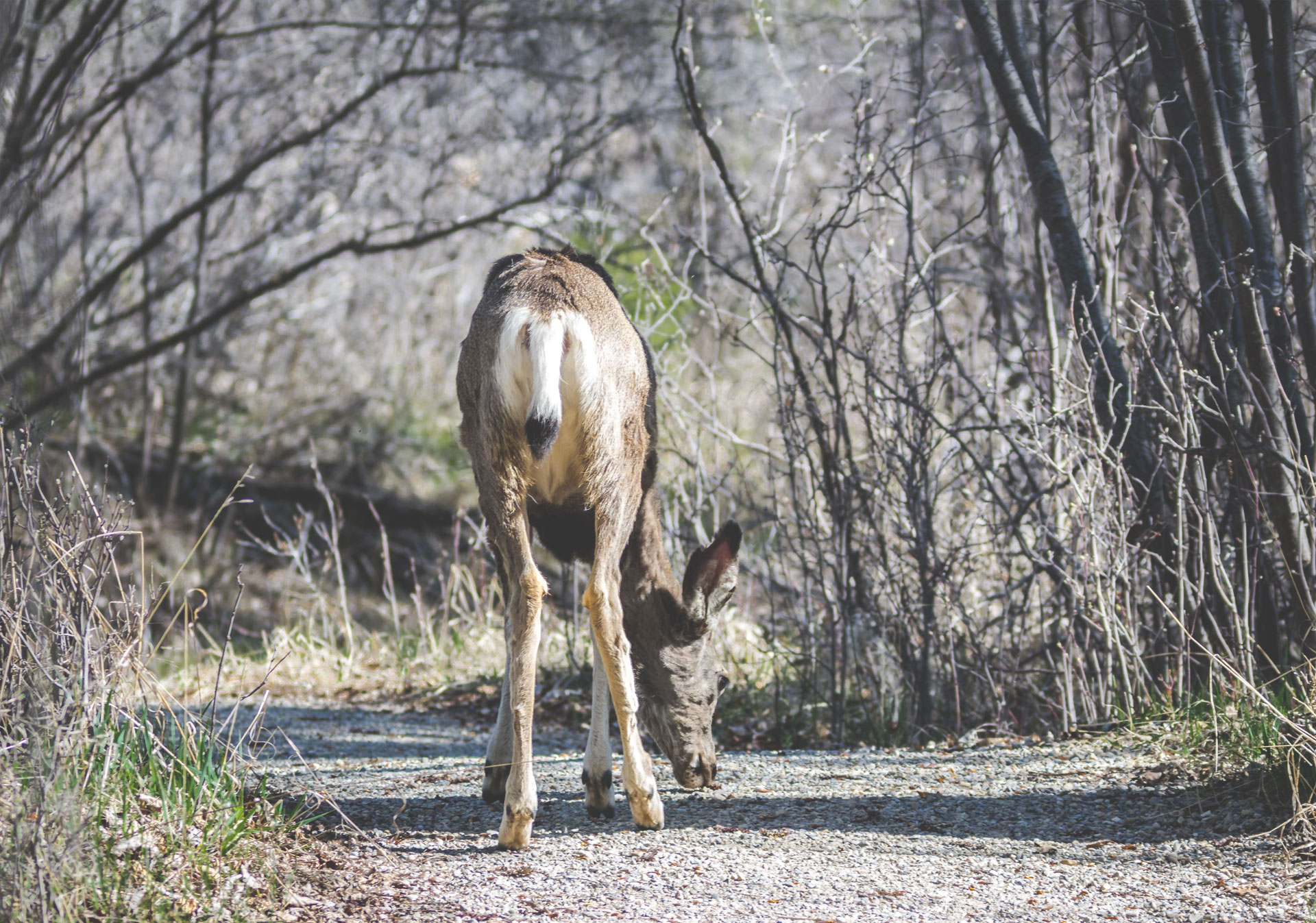 Hike in a Wild Urban Park - Fish Creek Provincial Park