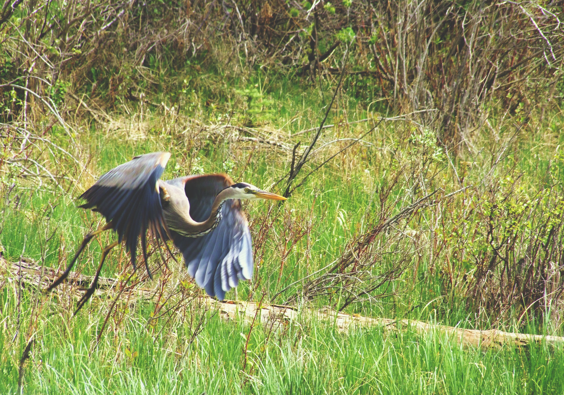 Take a nature walk in the Inglewood Bird Sanctuary.