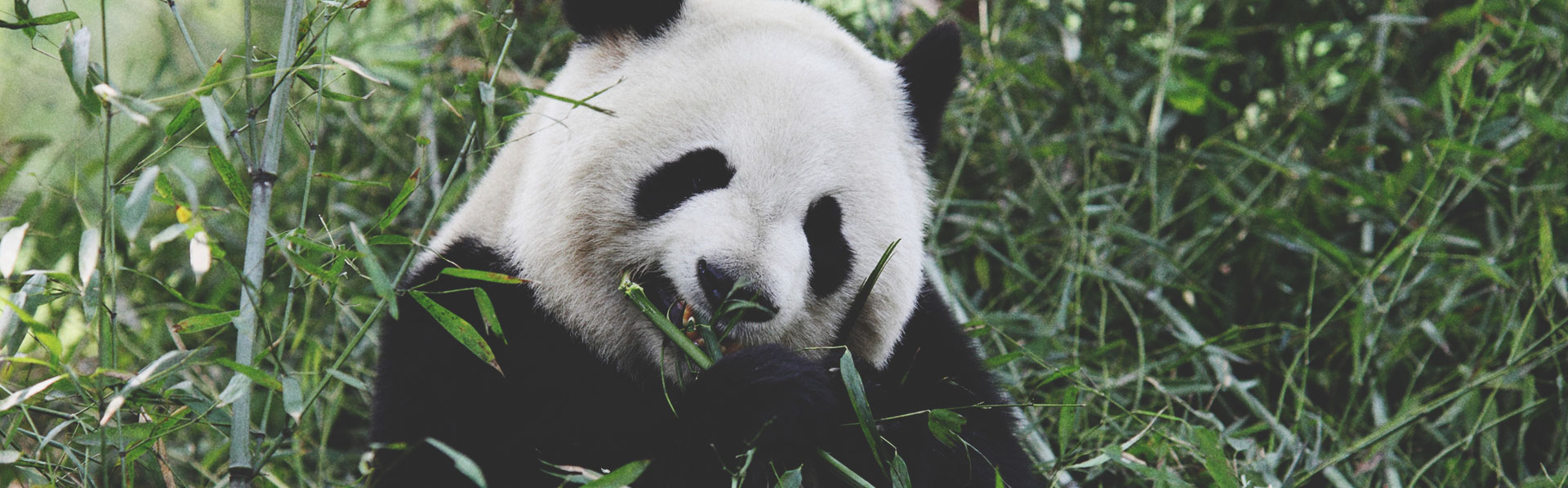 Panda Breakfast