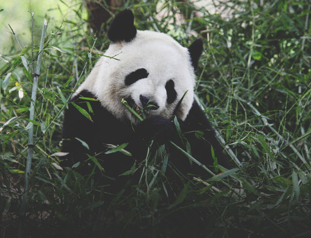 Panda Breakfast