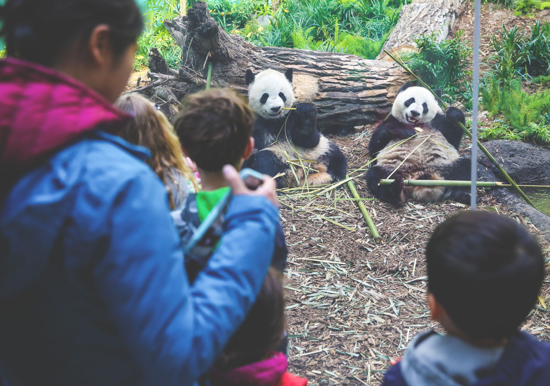 Pandas at the Calgary Zoo