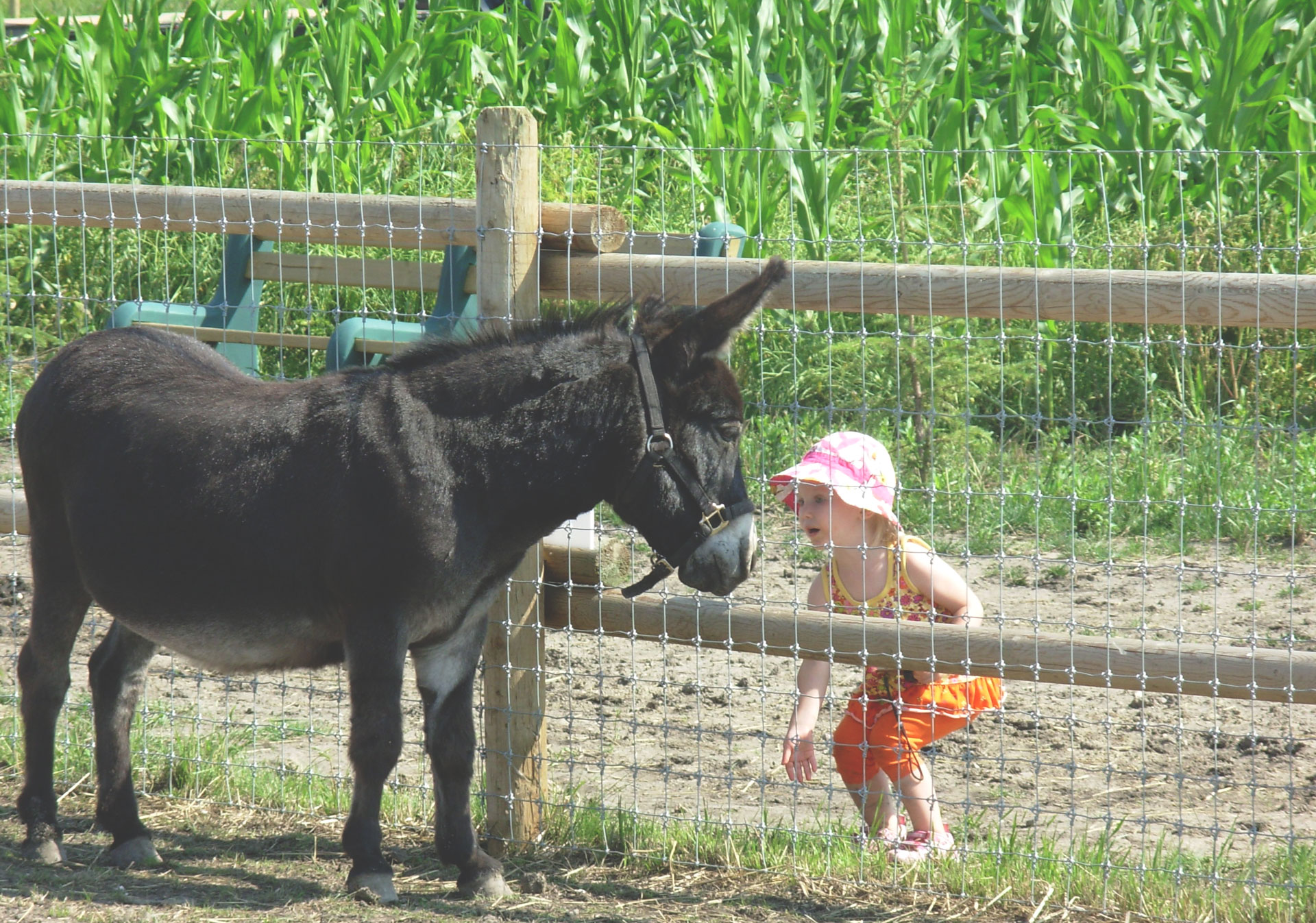 Enjoy a day on the farm with friends and family