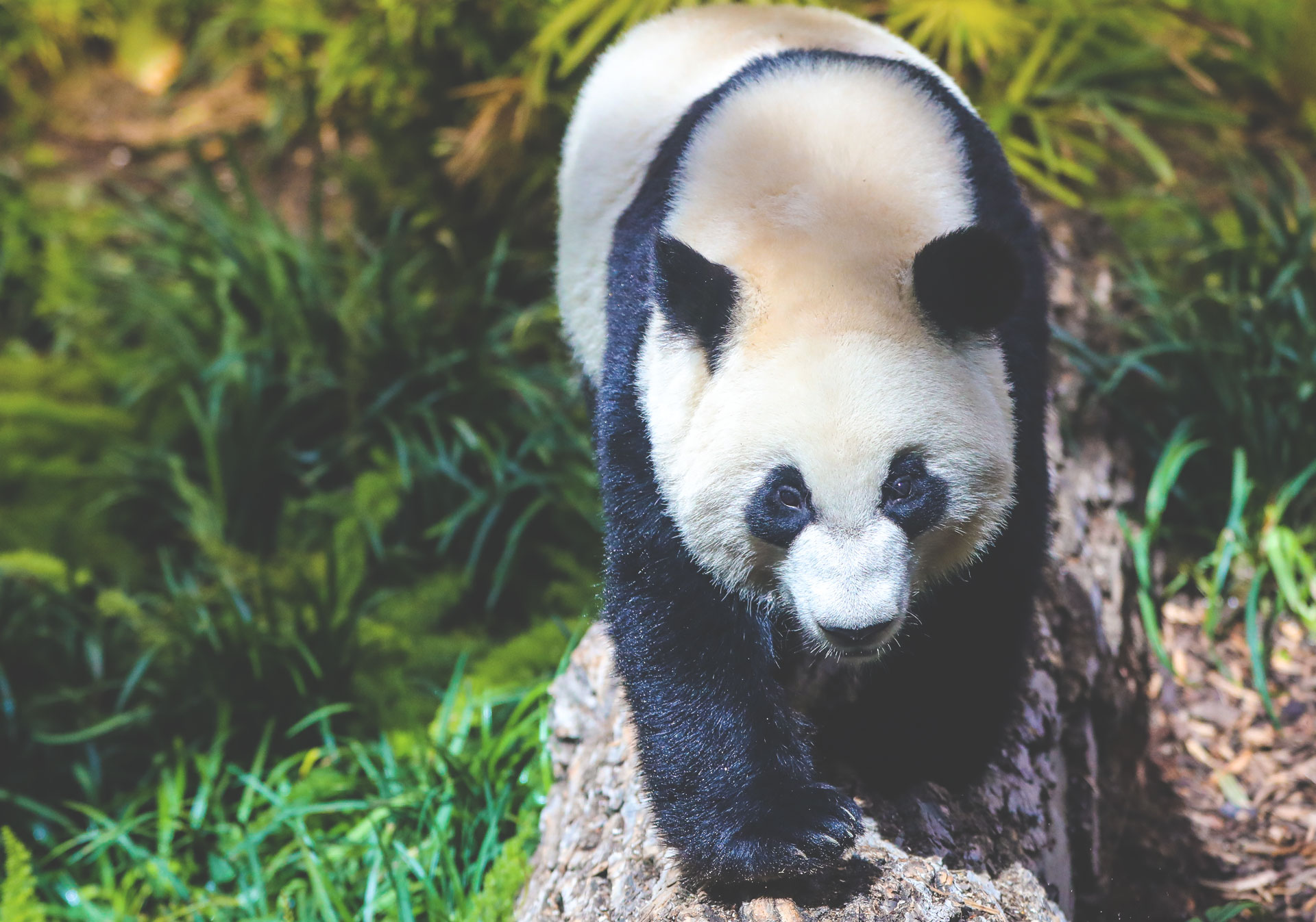 Panda Cub Farewell at the Calgary Zoo.