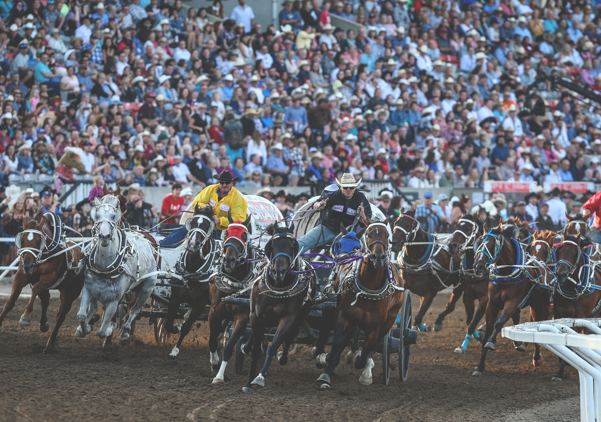 Calgary Stampede Chuckwagon Races