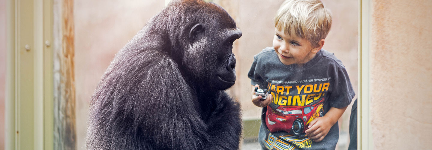 Calgary Zoo Gorilla