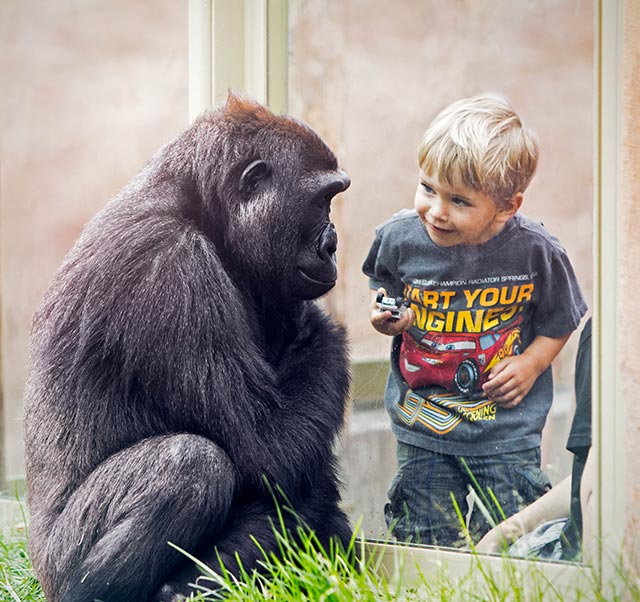 Calgary Zoo Gorilla