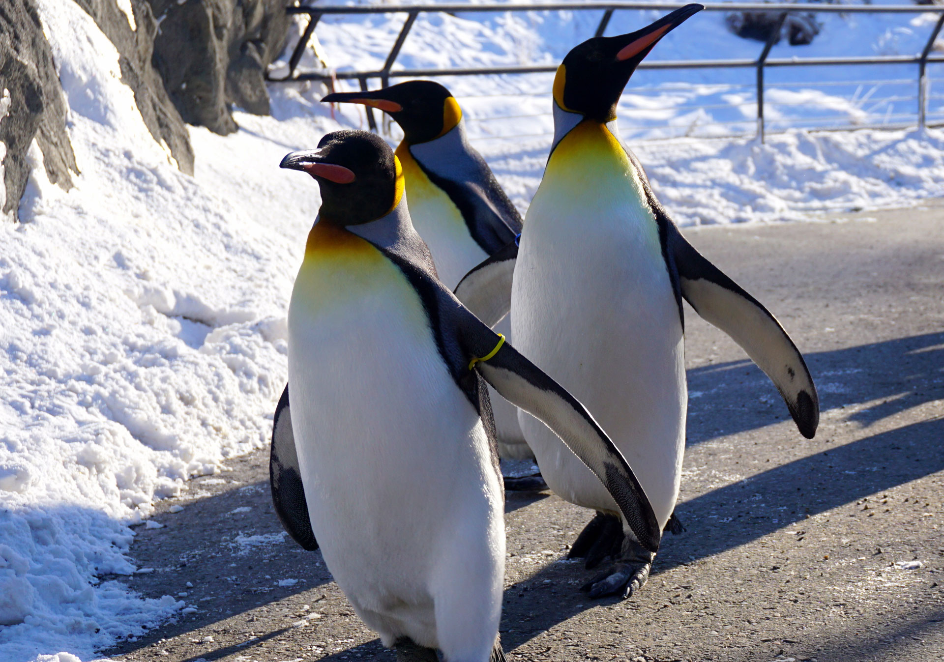Three penguins walking at the Calgary Zoo.