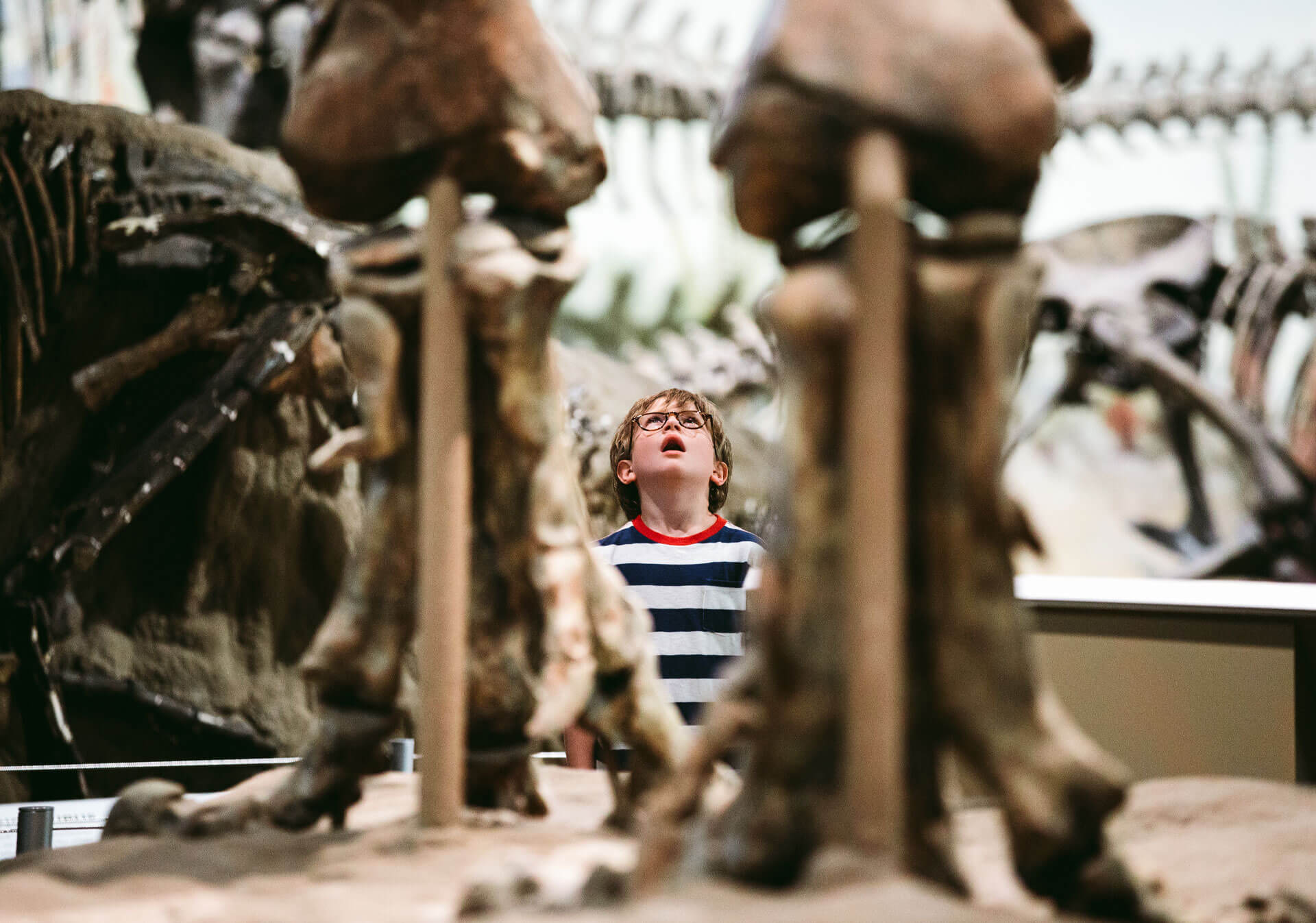 A child looking at fossils at Royal Tyrrell Museum of Paleontology