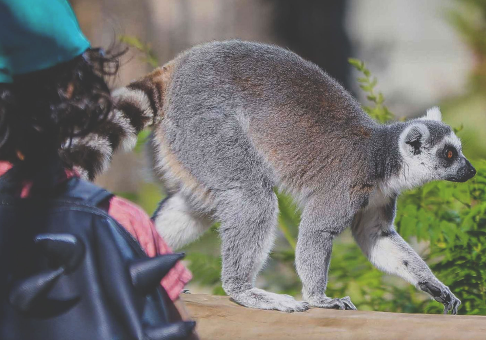 Land of Lemurs at the Wilder Institute/Calgary Zoo