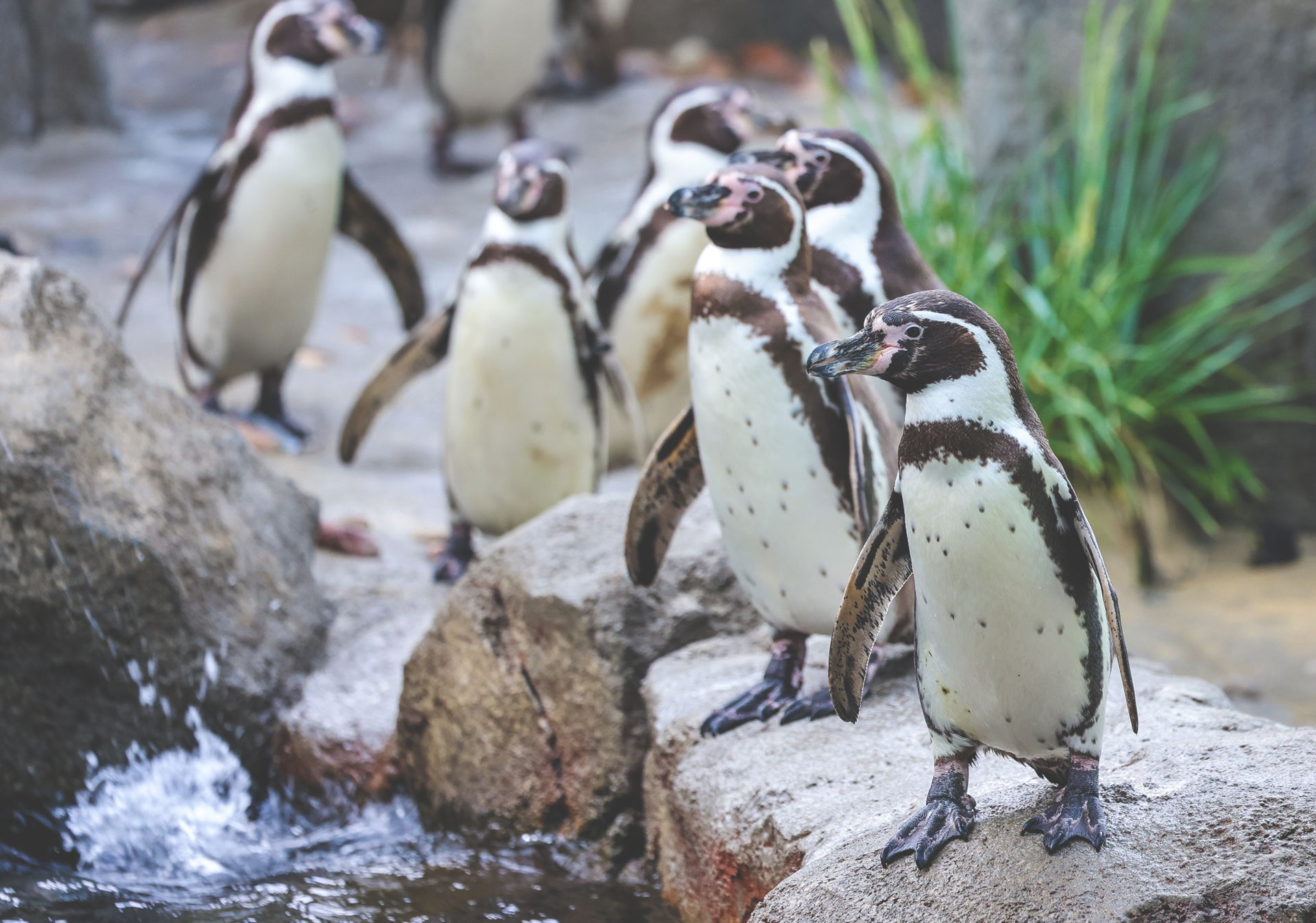Penguin Plunge at the Wilder Institute/Calgary Zoo