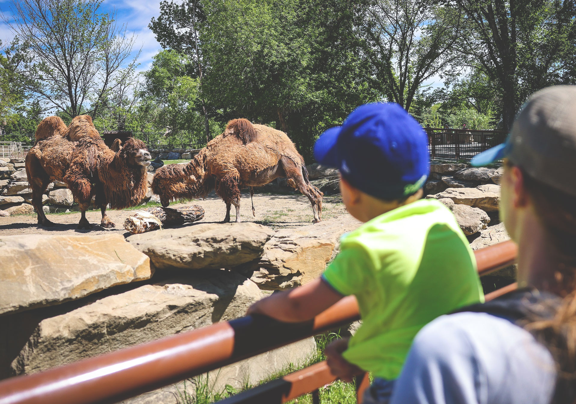 Find out What’s On This Week at the Wilder Institute/Calgary Zoo