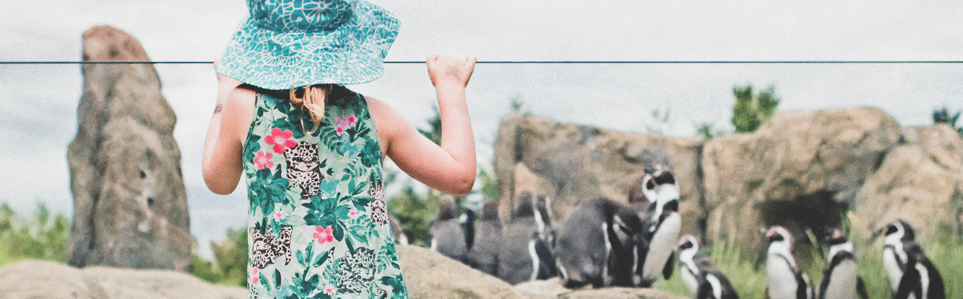 Girl watching penguins at the Wilder Institute/Calgary Zoo