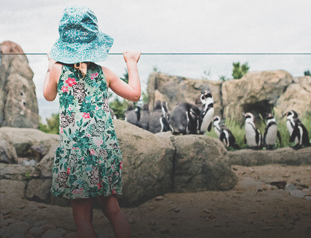 Girl watching penguins at the Wilder Institute/Calgary Zoo