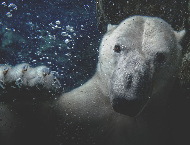 a polar bear swimming underwater in the Wilder Institute/Calgary Zoo's Wild Canada Habitat