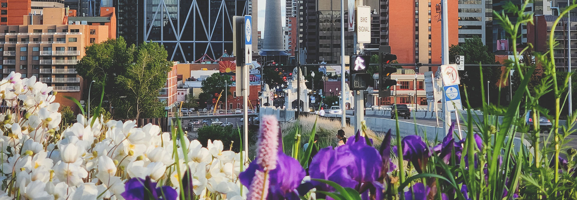 downtown Calgary skyline looking down Centre street with spring blooms in the foreground