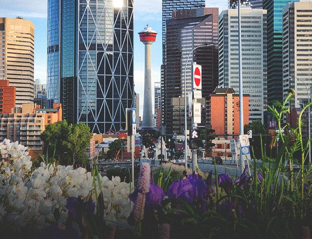 downtown Calgary skyline looking down Centre street with spring blooms in the foreground