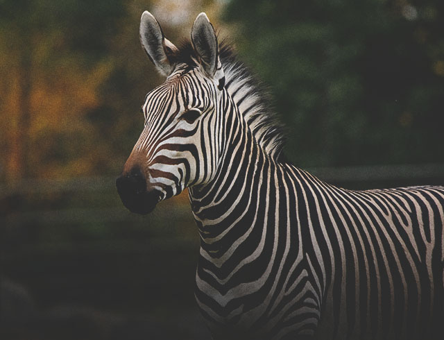 A zebra at Calgary Zoo