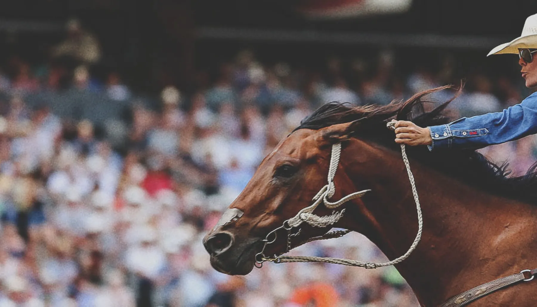 barrel racer competing during the Calgary Stampede Rodeo