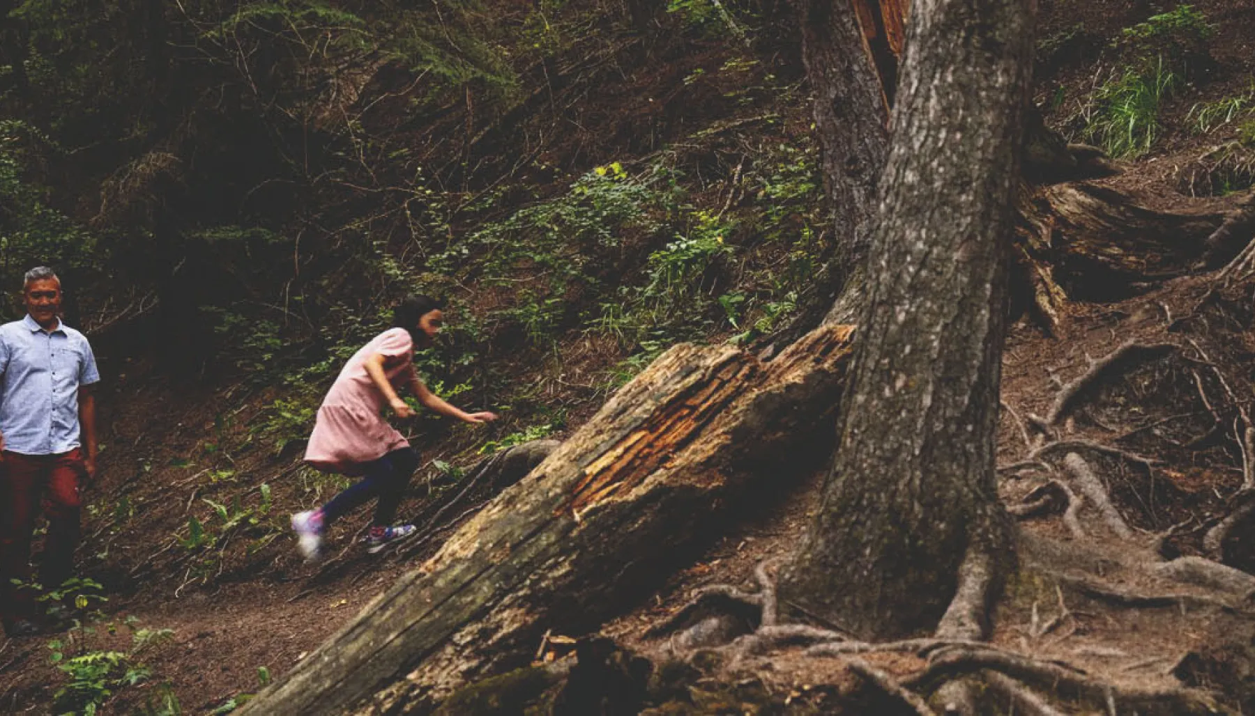 people hiking in Douglas Fir 