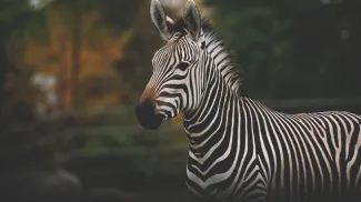 A zebra at Calgary Zoo