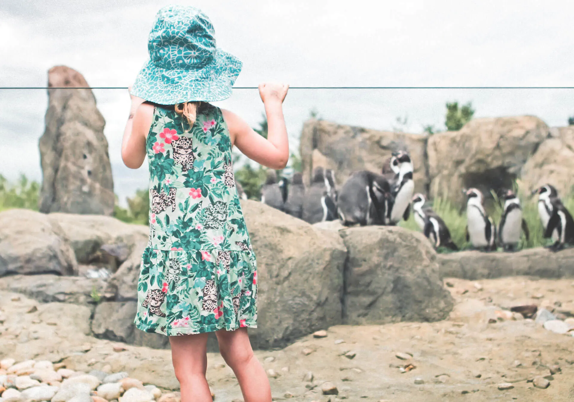 A little girl peeking over the glass at the penguins at the Wilder Institute/Calgary Zoo