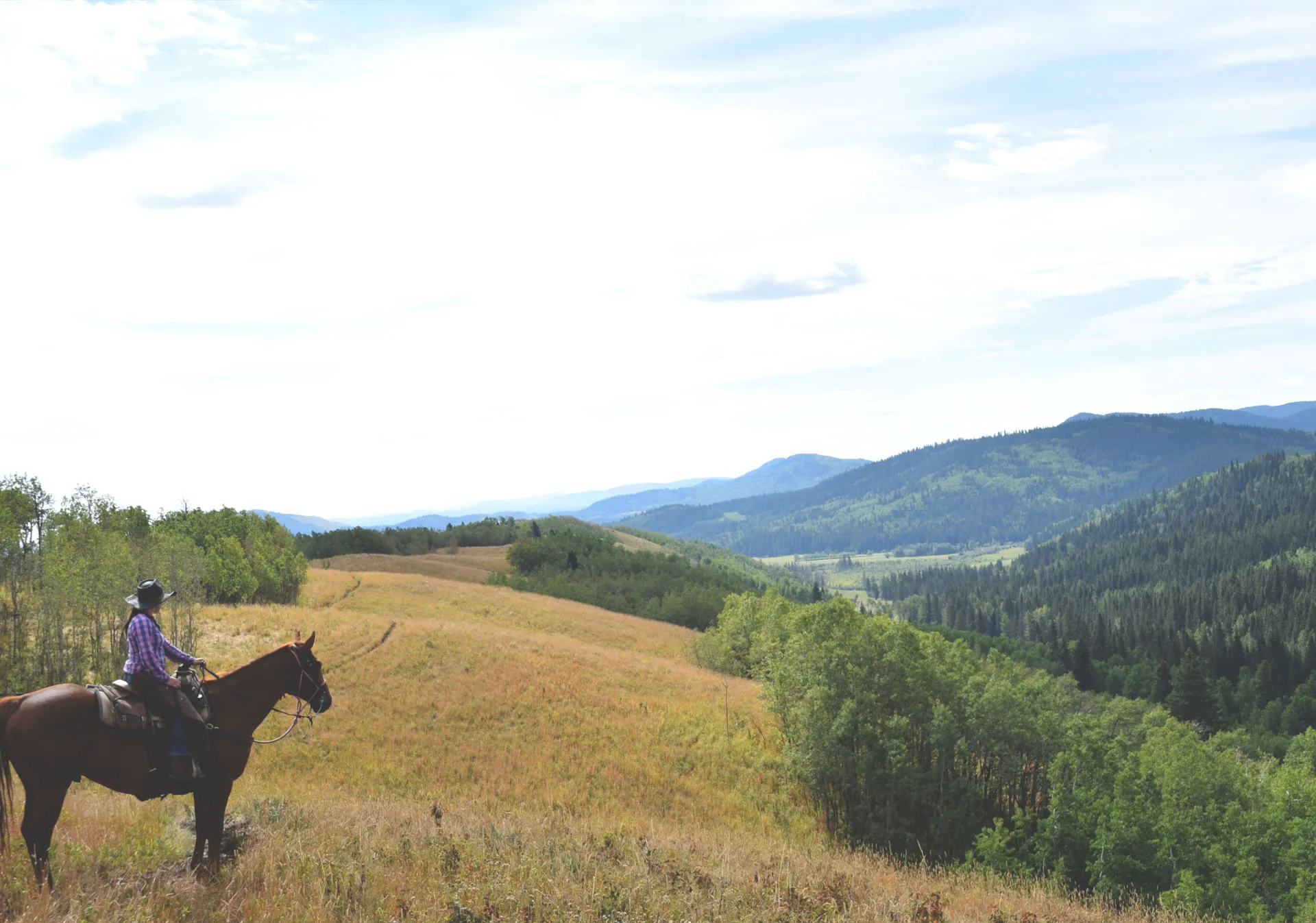 Trail riding with Anchor D in Kananaskis Country. 