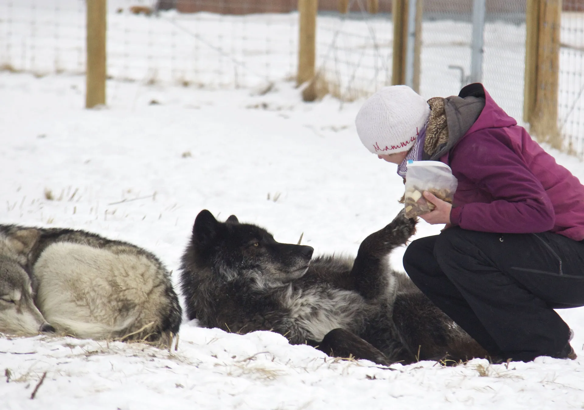 Yamnuska Wolfdog Sanctuary