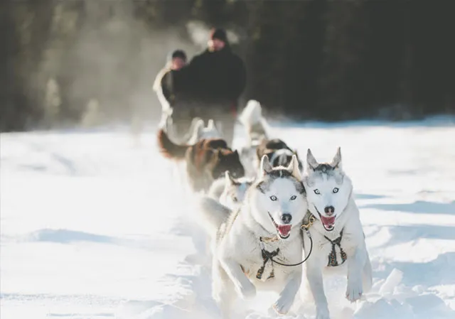 Dog sledding with Snowy Owl Sled Dog Tours