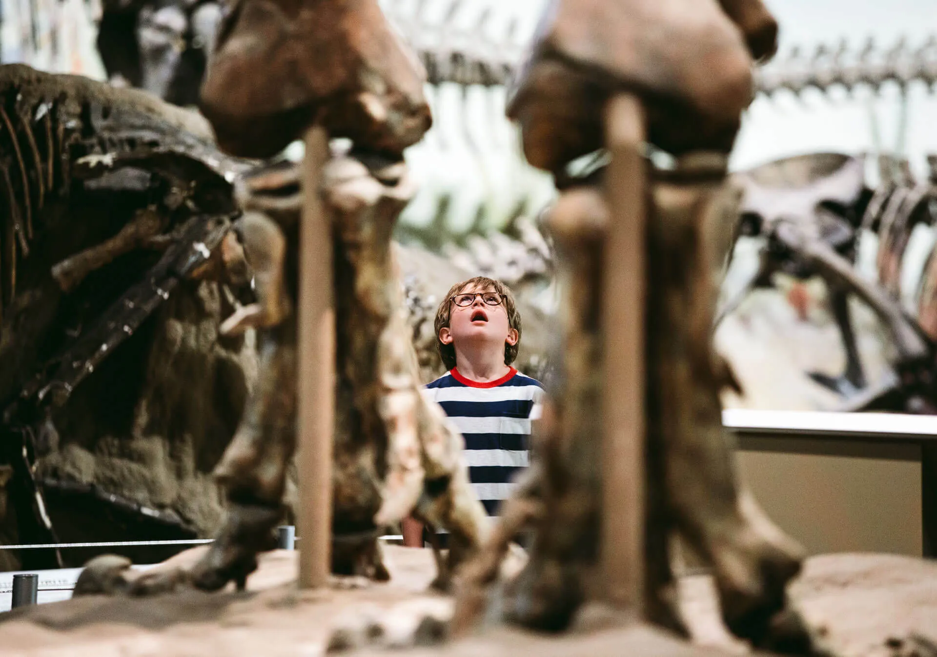 A child looking at fossils at Royal Tyrrell Museum of Paleontology