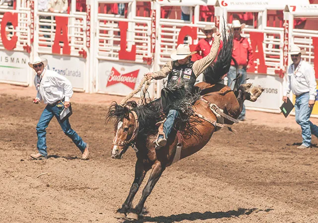 Participant in the Calgary Stampede Rodeo Saddle Bronc Event