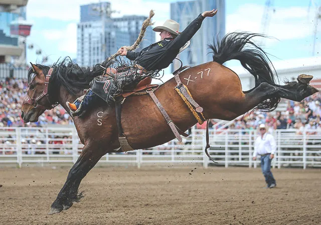 Cowboy riding a bucking horse during the Saddle Bronc event at The Calgary Stampede