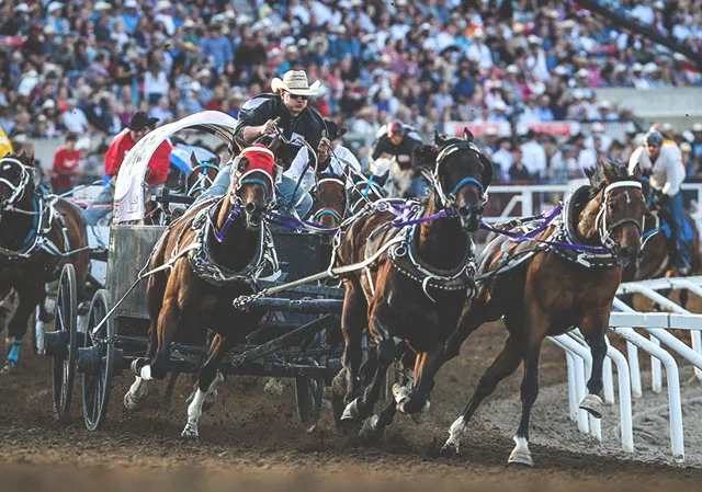 Chuckwagon Racing event